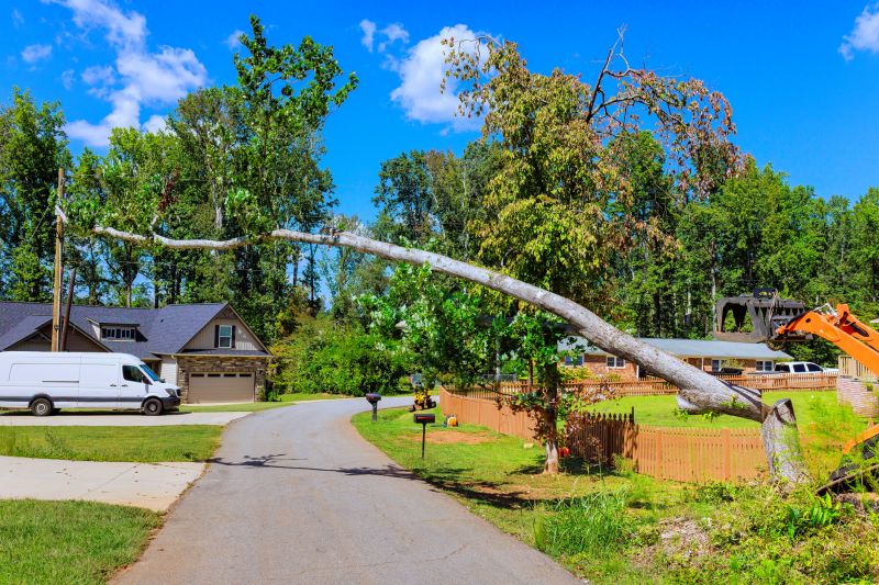 Cost of Fallen Tree Removal in Sheboygan, WI