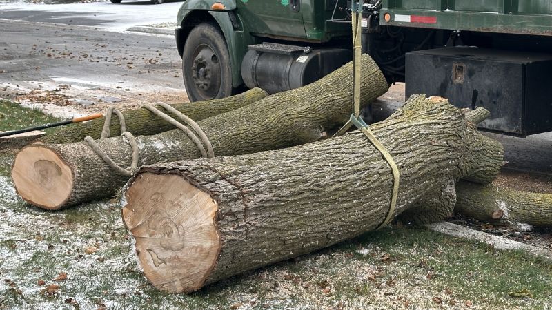 When To Get Tree Removal Timing