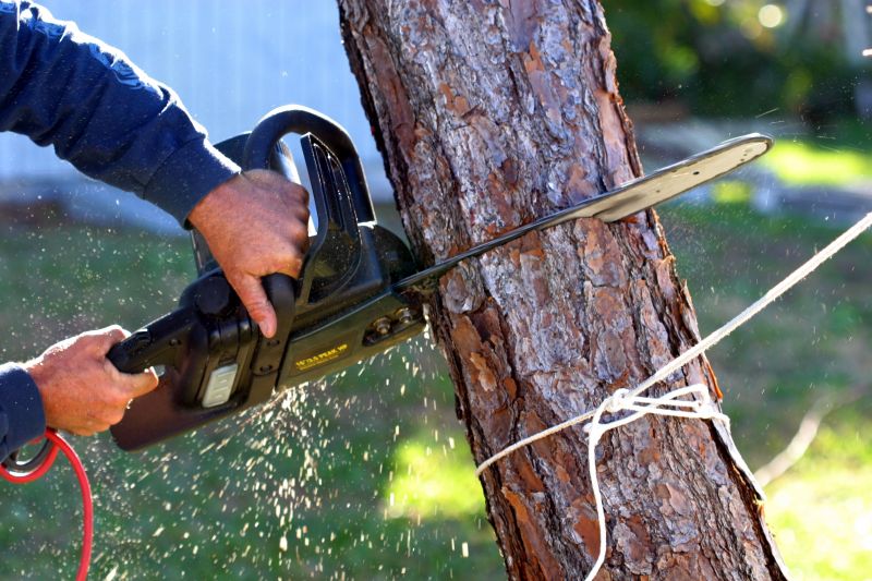 Tree Removal Services Information