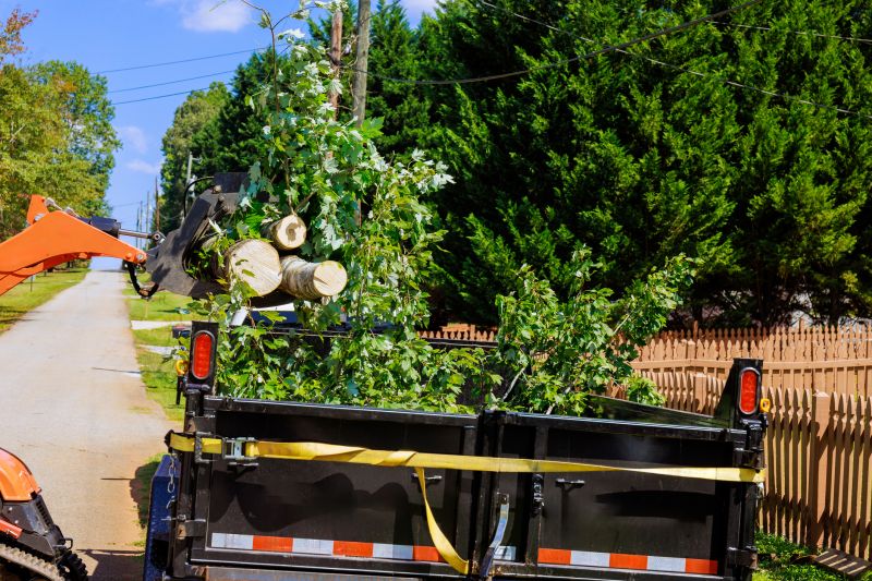 Tree Removal