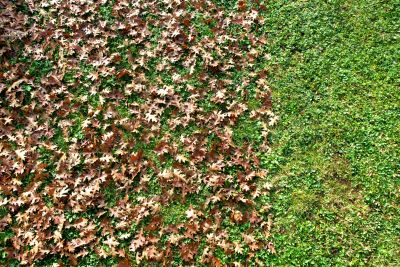 Autumn Landscape Maintenance