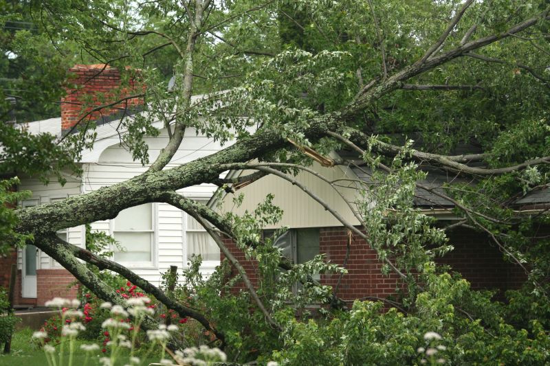 Tree on Roof