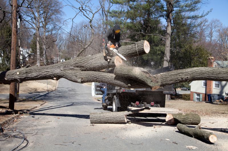 Tree in Parking Lot
