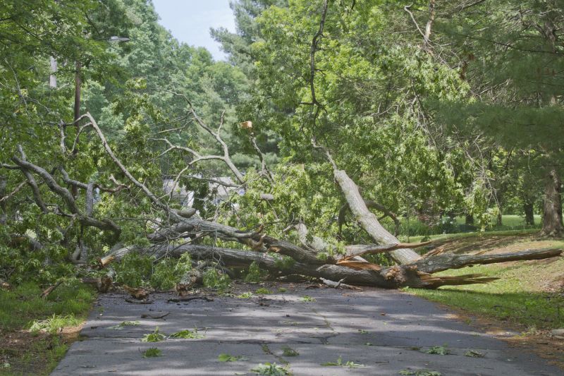 Uprooted Tree in Yard