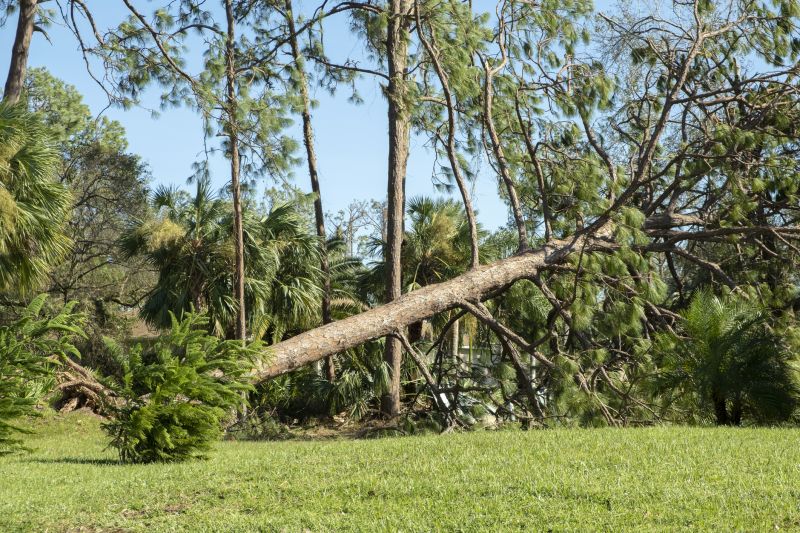 Fallen Tree Removal detail