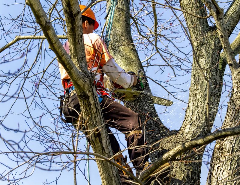 Summer Tree Removal