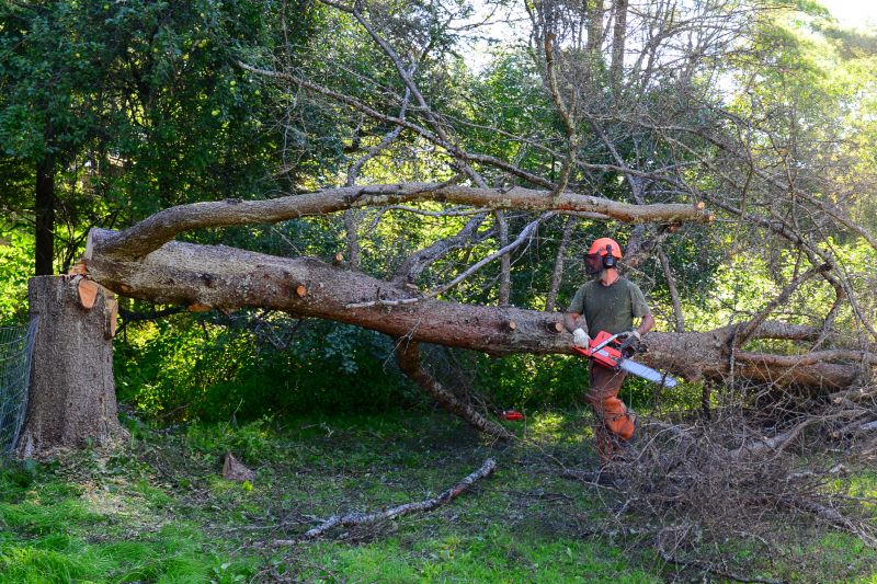Tree Removal in Action