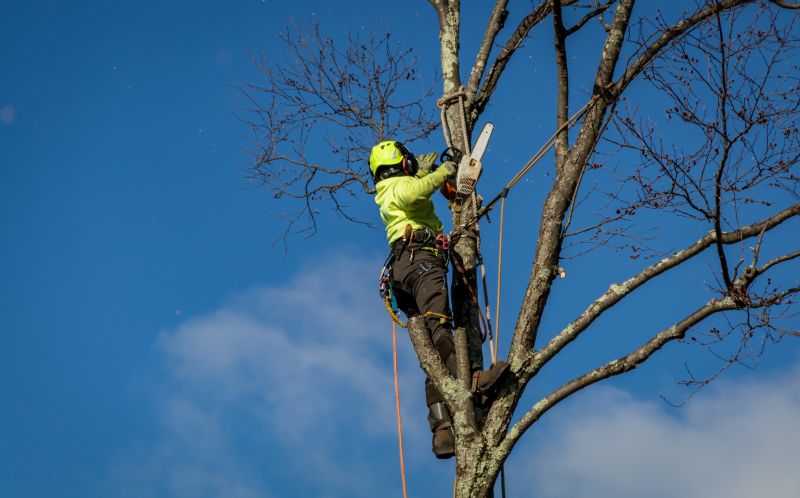 Tree Health Monitoring