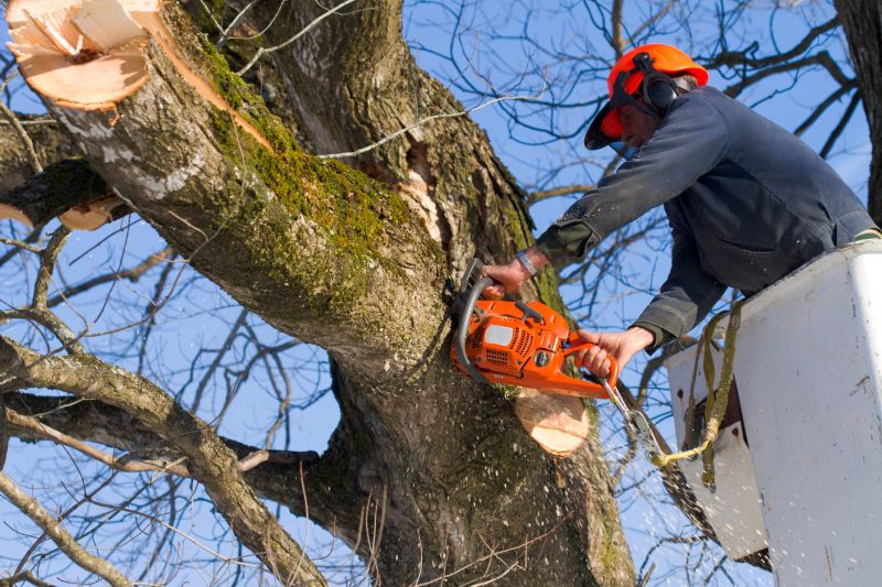 Municipal Tree Services